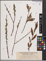 Foto von Salix daphnoides Vill. x Salix purpurea L.